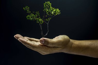 Ağacı tutan el.