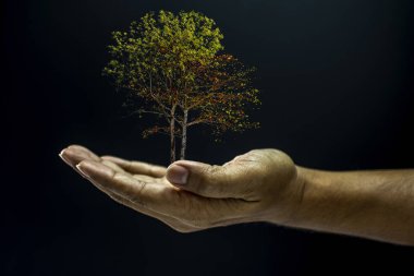Ağacı tutan el.