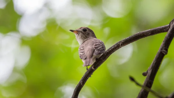 Pták (asijské hnědé flycatcher) na stromě — Stock fotografie
