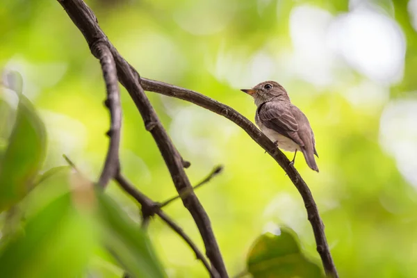 Bir ağaçta kuş (Asya kahverengi sinekkapan) — Stok fotoğraf