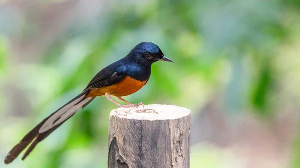 Pájaro (shama de cotorra blanca) en un árbol — Foto de Stock