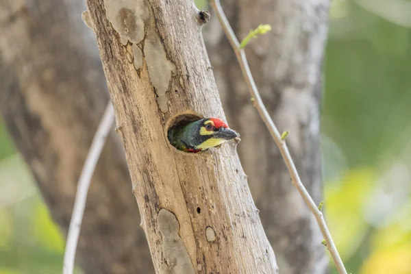 Pássaro (Coppersmith barbet) em tronco de árvore oca — Fotografia de Stock