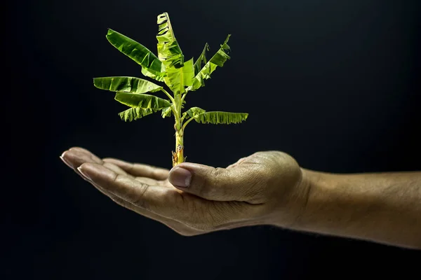 stock image Hand holding Banana tree