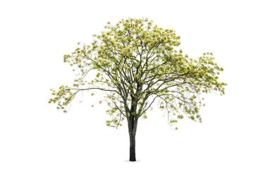 Beyaz arkaplanda izole edilmiş ağaç
