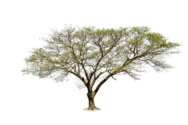 Arbre isolé sur fond blanc — Photo