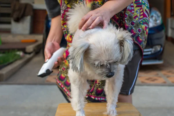 Grooming and haircut dog fur by human with clipper