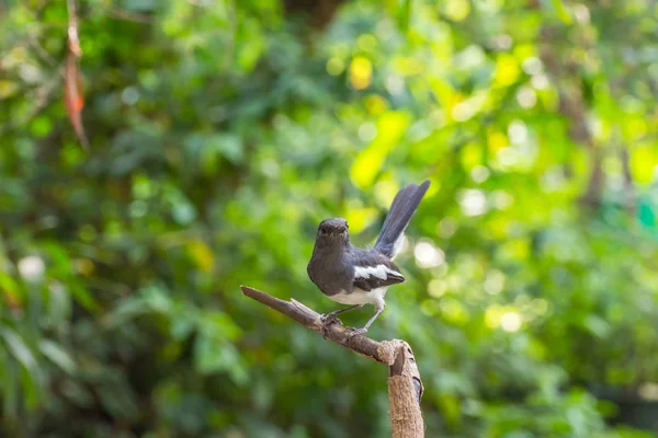 Fågel (orientaliska magpie-robin) på ett träd — Stockfoto
