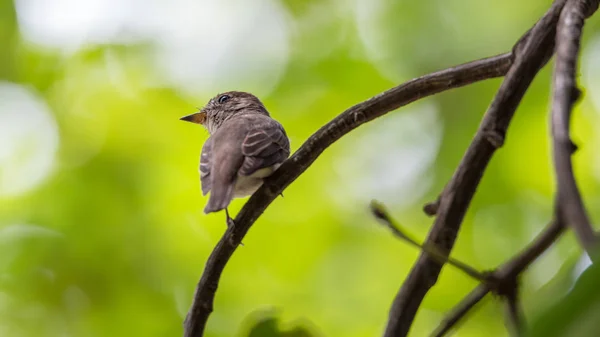 Pássaro (apanhador de moscas marrom asiático) em uma árvore — Fotografia de Stock