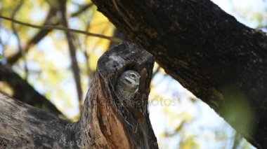 Kuş içi boş ağaç gövdesi (benekli owlet, baykuş)