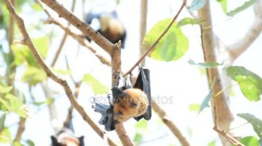 Ağaçta asılı yarasa (uçan tilki)