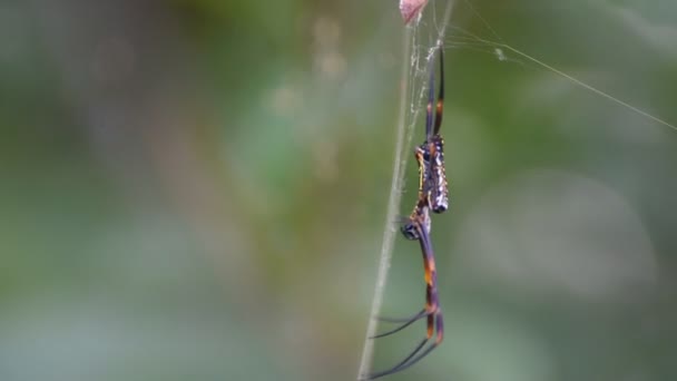 Makro av spider insekt — Stockvideo