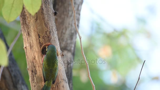 Vogel (Kupferschmied-Barbet) im hohlen Baumstamm — Stockvideo