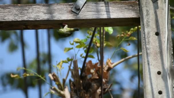 Uccello (Coppersmith barbet) nel tronco d'albero cavo — Video Stock