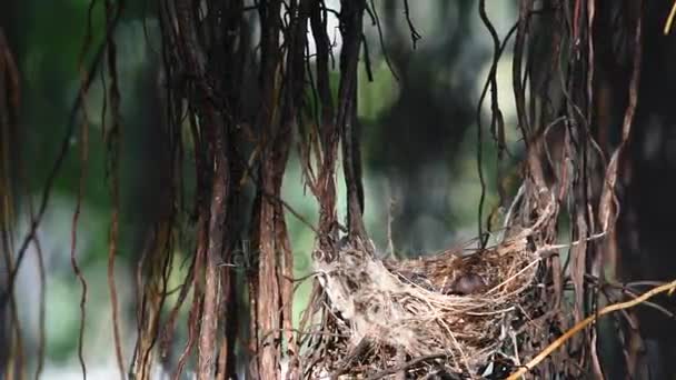 Pájaro (bulbul de orejas rayadas) y bebé en el nido — Vídeos de Stock