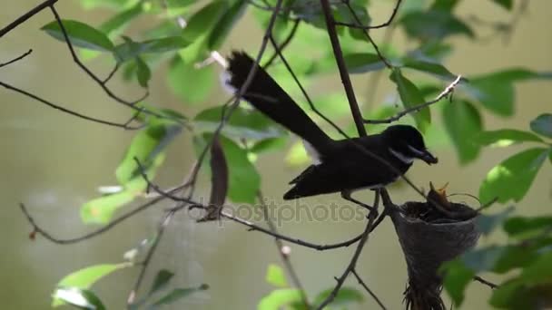 Ptak (Pied Fantail Flycatcher) i dziecko w gniazdo — Wideo stockowe