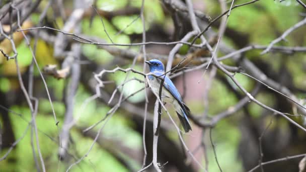 Vogel (blau-weißer Fliegenfänger) auf einem Baum — Stockvideo