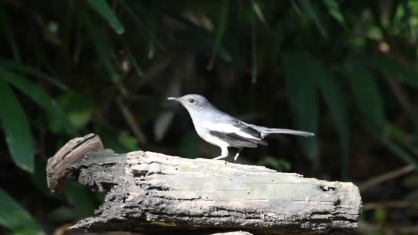 Pássaro (magpie-robin oriental) em uma árvore — Vídeo de Stock