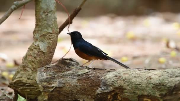 Bird (White-rumped shama) on a tree — Stock Video