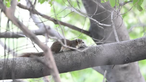 Eekhoorns op boom in de natuur — Stockvideo