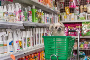Çok şirin bir dakika bir evcil hayvan sahibi evde beslenen hayvan dükkanında köpek