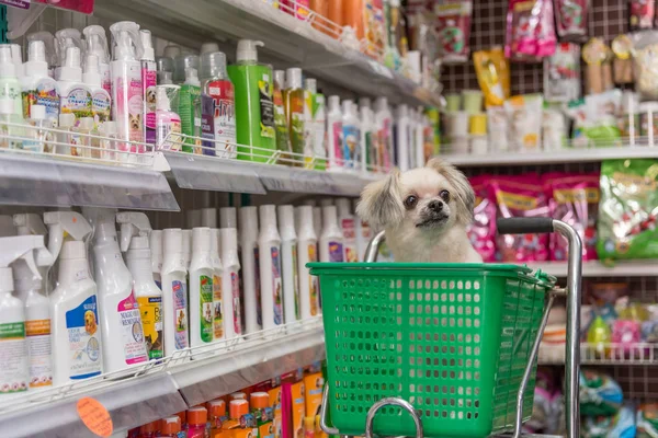 Çok şirin bir dakika bir evcil hayvan sahibi evde beslenen hayvan dükkanında köpek