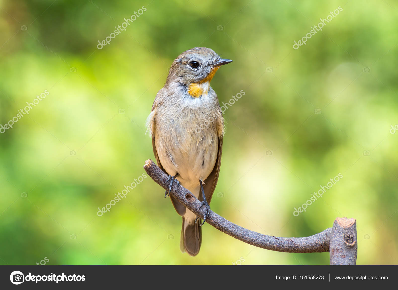 Oiseau Gobemouche à Gorge Rouge Sur Un Arbre
