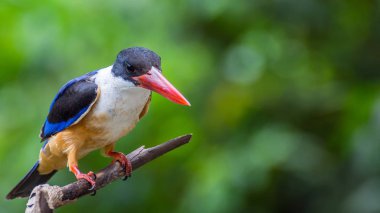 Bir ağaçta kuş (Siyah şapkalı Kingfisher)