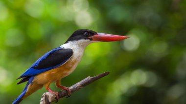 Bir ağaçta kuş (Siyah şapkalı Kingfisher)