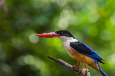 Bir ağaçta kuş (Siyah şapkalı Kingfisher)