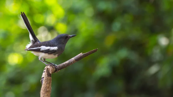 Pájaro (urraca oriental) en un árbol — Foto de Stock