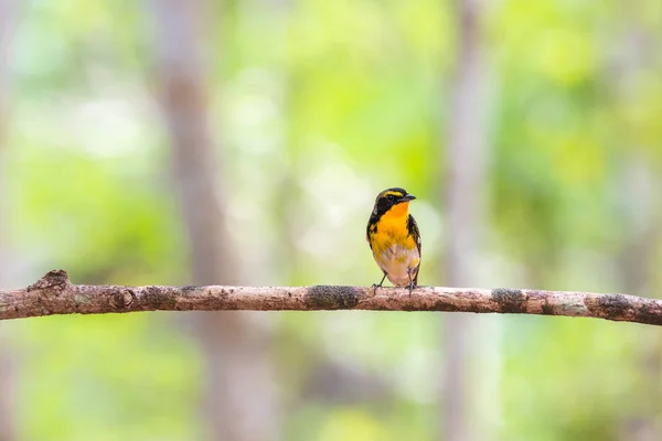 Птица (Нарцисс Флайкэтчер) на дереве — стоковое фото