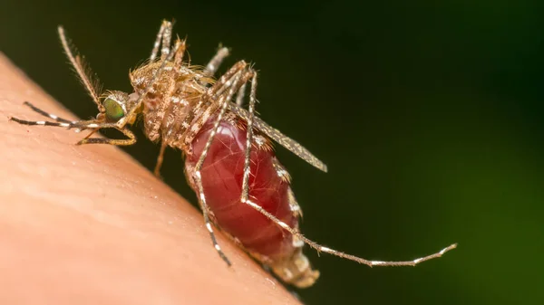 Macro do mosquito (Aedes aegypti) sugando sangue — Fotografia de Stock