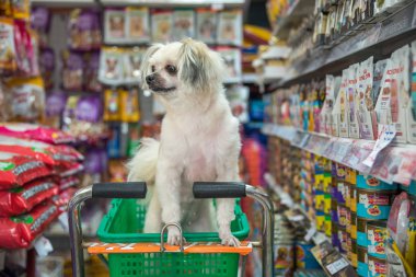 Çok şirin bir dakika bir evcil hayvan sahibi evde beslenen hayvan dükkanında köpek