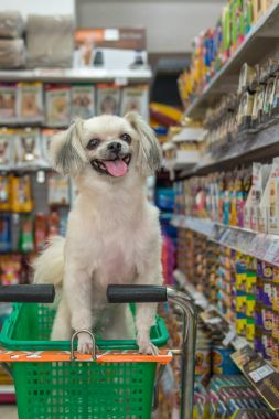 Çok şirin bir dakika bir evcil hayvan sahibi evde beslenen hayvan dükkanında köpek