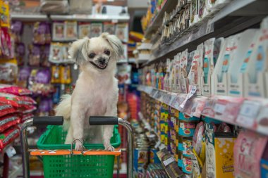 Çok şirin bir dakika bir evcil hayvan sahibi evde beslenen hayvan dükkanında köpek