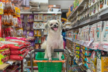 Çok şirin bir dakika bir evcil hayvan sahibi evde beslenen hayvan dükkanında köpek