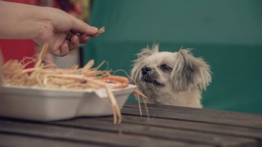 Köpek yemek bir karides kızarmış karides tuzlu beslemek evde beslenen hayvan sahip