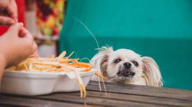 Köpek yemek bir karides kızarmış karides tuzlu beslemek evde beslenen hayvan sahip