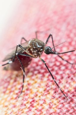 Kan emme makro sivrisinek (Aedes aegypti)