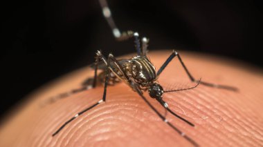 Kan emme makro sivrisinek (Aedes aegypti)