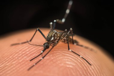 Kan emme makro sivrisinek (Aedes aegypti)