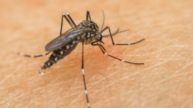 Kan emme makro sivrisinek (Aedes aegypti)