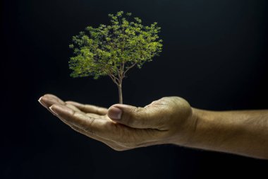 Ağacı tutan el.