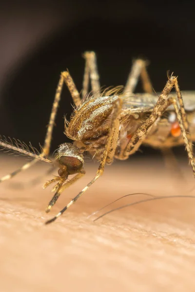 Macro de mosquito (Aedes aegypti) chupando sangre —  Fotos de Stock
