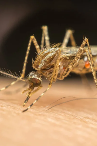 Macro do mosquito (Aedes aegypti) sugando sangue — Fotografia de Stock