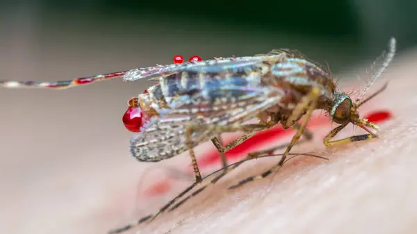 Macro do mosquito esmagado (Aedes aegypti) para morrer — Fotografia de Stock