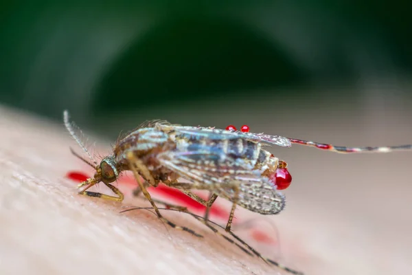 Macro do mosquito esmagado (Aedes aegypti) para morrer — Fotografia de Stock