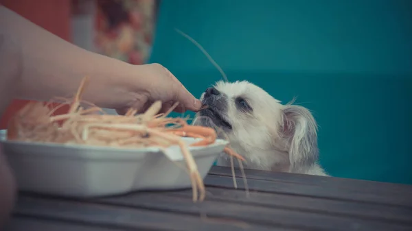Dog eat a prawn fried shrimp salt feed pet owner