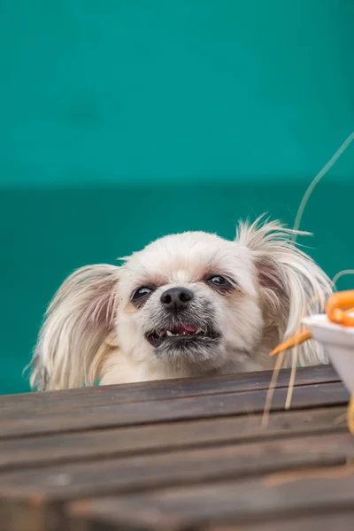 Chien manger une crevette frite crevettes sel nourrir animalier propriétaire — Photo