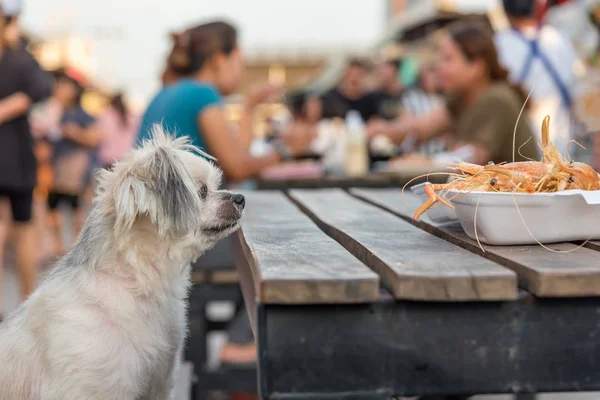 Cão comer um camarão frito camarão sal alimentação pet proprietário — Fotografia de Stock